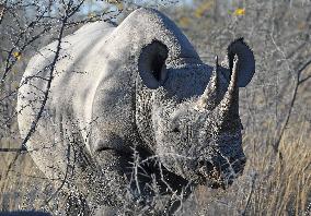 NAMIBIA-ETOSHA NATIONAL PARK-ANIMALS