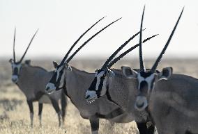 NAMIBIA-ETOSHA NATIONAL PARK-ANIMALS