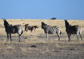 NAMIBIA-ETOSHA NATIONAL PARK-ANIMALS