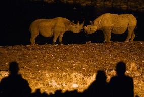 NAMIBIA-ETOSHA NATIONAL PARK-ANIMALS