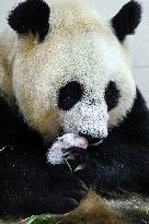 CHINA-SICHUAN-WOLONG-GIANT PANDA CUB (CN)
