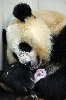 CHINA-SICHUAN-WOLONG-GIANT PANDA CUB (CN)