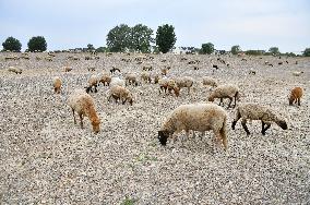 GERMANY-RIVER RHINE-WATER LEVEL