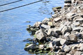 GERMANY-RIVER RHINE-WATER LEVEL