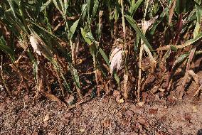 FRANCE-PARIS REGION-DROUGHT