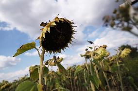 FRANCE-PARIS REGION-DROUGHT