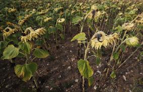 FRANCE-PARIS REGION-DROUGHT