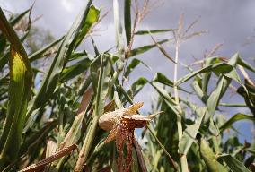 FRANCE-PARIS REGION-DROUGHT