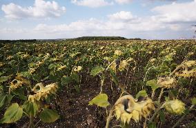 FRANCE-PARIS REGION-DROUGHT