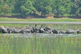 INDIA-ASSAM-GUWAHATI-WILDLIFE-ELEPHANTS