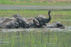 INDIA-ASSAM-GUWAHATI-WILDLIFE-ELEPHANTS