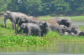 INDIA-ASSAM-GUWAHATI-WILDLIFE-ELEPHANTS