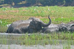 INDIA-ASSAM-GUWAHATI-WILDLIFE-ELEPHANTS