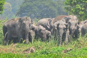 INDIA-ASSAM-GUWAHATI-WILDLIFE-ELEPHANTS
