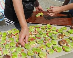 LEBANON-HASBAYA-FRUIT-FIGS HARVEST