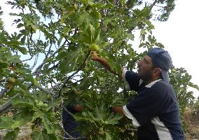 LEBANON-HASBAYA-FRUIT-FIGS HARVEST