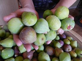 LEBANON-HASBAYA-FRUIT-FIGS HARVEST