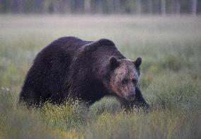 Karhu erämaassa
