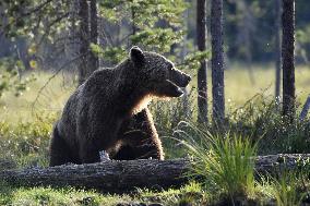Karhu erämaassa