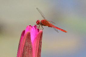 INDIA-ASSAM-MORIGAON-SCENERY