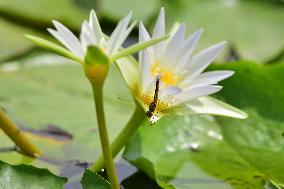 INDIA-ASSAM-MORIGAON-SCENERY