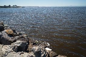 U.S.-SAN FRANCISCO-RED TIDE