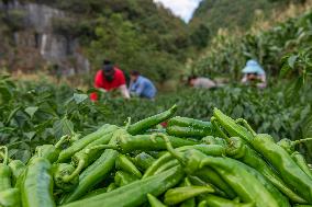 CHINA-END OF SUMMER-AGRICULTURE (CN)
