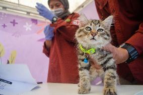 INDONESIA-BANDUNG-FREE RABIES VACCINATION