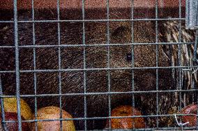 INDONESIA-YOGYAKARTA-JAVAN PORCUPINE-RELEASE