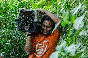 INDONESIA-YOGYAKARTA-JAVAN PORCUPINE-RELEASE