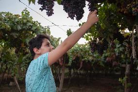 IRAQ-ERBIL-FESTIVAL FOR GRAPES