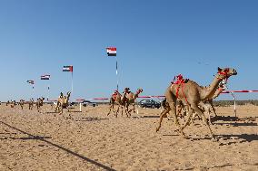 (SP)EGYPT-EL ALAMEIN CITY-CAMEL RACE