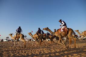 (SP)EGYPT-EL ALAMEIN CITY-CAMEL RACE