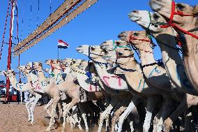 (SP)EGYPT-EL ALAMEIN CITY-CAMEL RACE