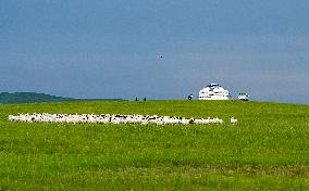 Xinhua Headlines: Rehabilitated prairies fortify green barrier in north China