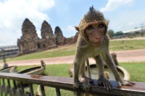 THAILAND-LOPBURI-MONKEYS