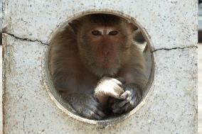 THAILAND-LOPBURI-MONKEYS