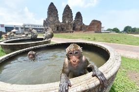 THAILAND-LOPBURI-MONKEYS