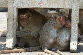 THAILAND-LOPBURI-MONKEYS