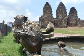 THAILAND-LOPBURI-MONKEYS