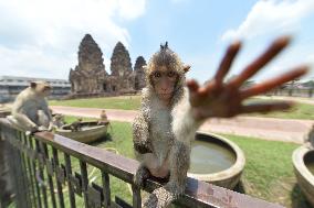 THAILAND-LOPBURI-MONKEYS