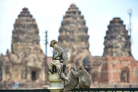 THAILAND-LOPBURI-MONKEYS