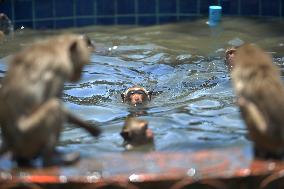 THAILAND-LOPBURI-MONKEYS