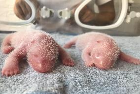 CHINA-SHAANXI-XI'AN-GIANT PANDA CUBS (CN)