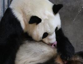 CHINA-SHAANXI-XI'AN-GIANT PANDA CUBS (CN)