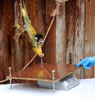 BRITAIN-LONDON-ZSL LONDON ZOO-ANNUAL WEIGH-IN