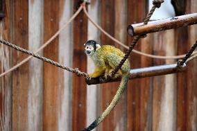 BRITAIN-LONDON-ZSL LONDON ZOO-ANNUAL WEIGH-IN