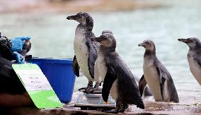 BRITAIN-LONDON-ZSL LONDON ZOO-ANNUAL WEIGH-IN