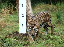 BRITAIN-LONDON-ZSL LONDON ZOO-ANNUAL WEIGH-IN