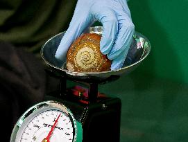 BRITAIN-LONDON-ZSL LONDON ZOO-ANNUAL WEIGH-IN